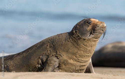 Northern Elephant seals (Mirounga angustirostris) pup or sea elephants are very large, oceangoing earless seals, California Coast photo