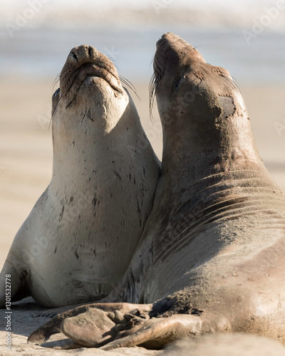 Northern Elephant seals (Mirounga angustirostris) pup or sea elephants are very large, oceangoing earless seals, California Coast