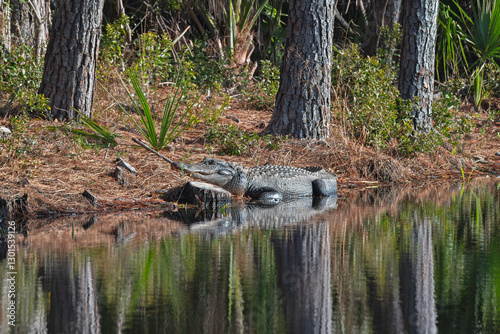 Alligator basking in the sun by a freshwater marsh.