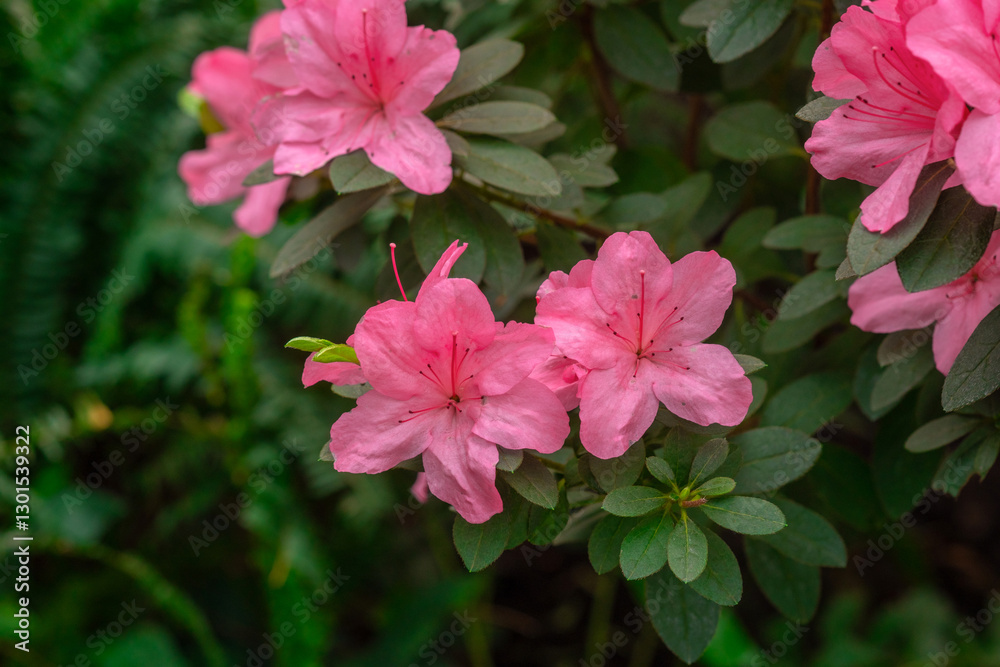 Pink azalea flowers in bloom Pink azalea flowers in bloom
