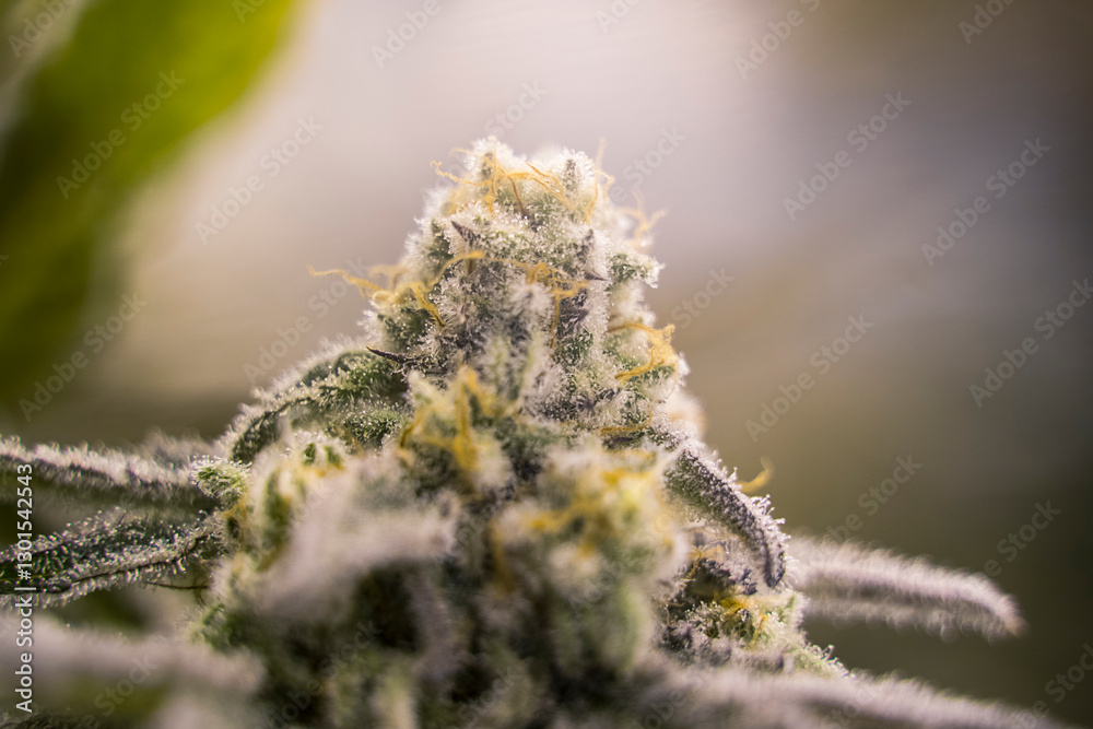 A Live Mac Cannabis Flower Macro A Live Mac Cannabis Flower Macro