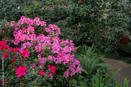Fototapeta Naklejka Na Ścianę i Meble -  Blooming pink azalias flowers, azalia flowers in a greenhouse