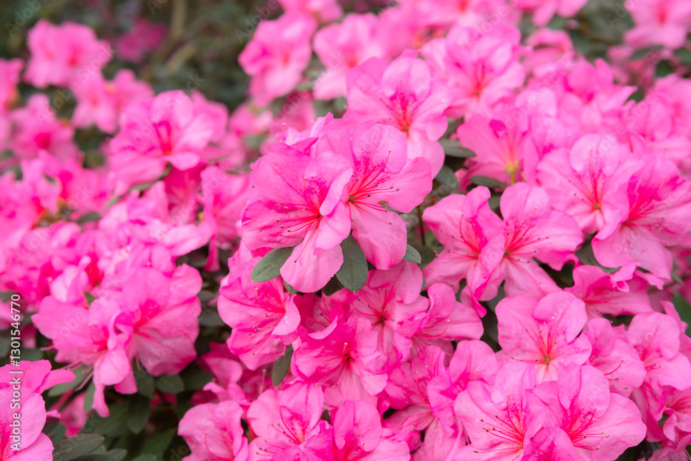 Blooming pink azalias flowers, azalia flowers in a greenhouse Blooming pink azalias flowers, azalia flowers in a greenhouse