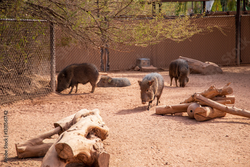 chacoan peccary in a habitat with tree branches at the Phoenix Zoo in Phoenix Arizona USA photo