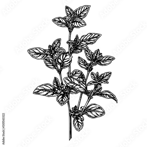 Engraved illustration of a basil plant showcasing detailed leaves and stems in a minimalist style