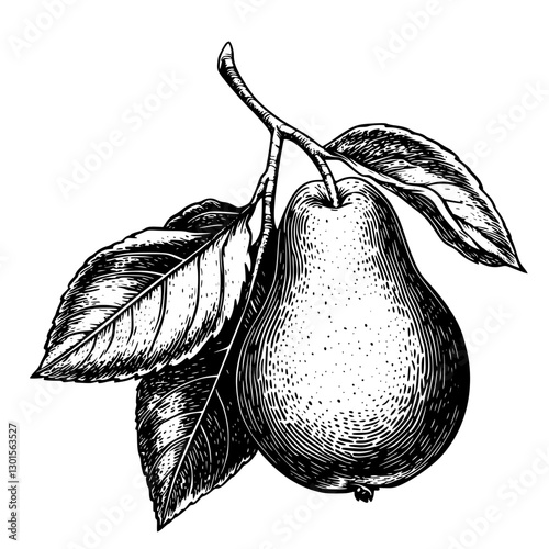 Engraved vector illustration of a ripe pear with leaves on a branch in detailed black and white design