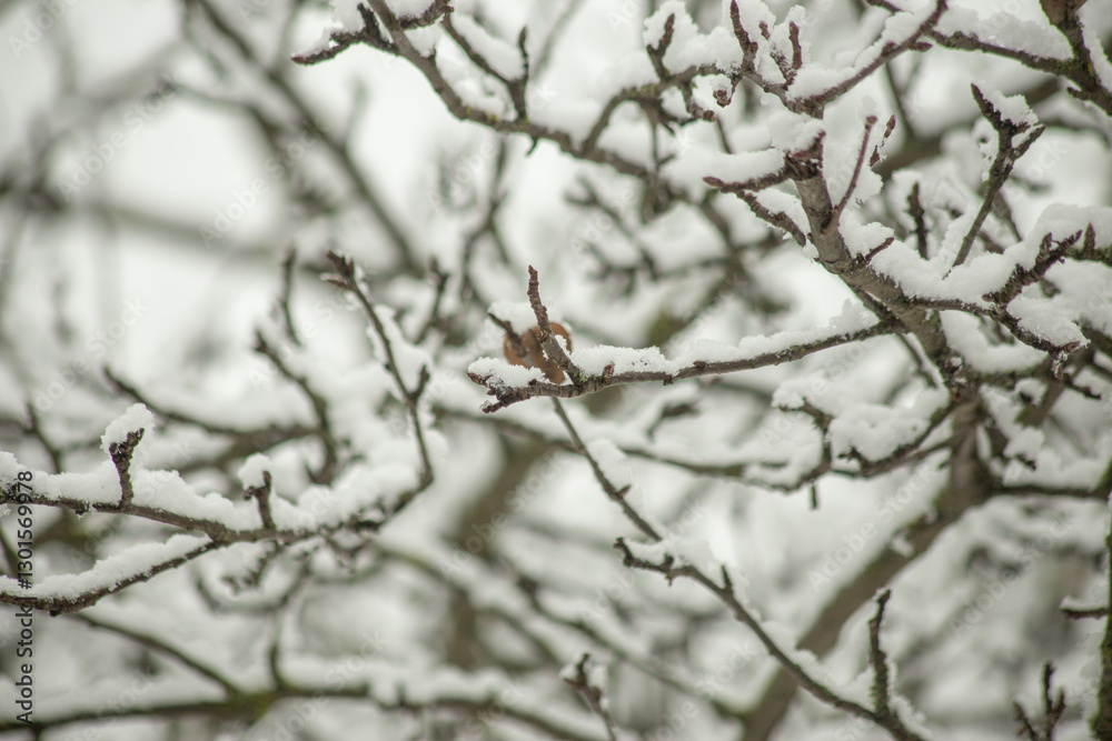 A close-up view of tree branches covered in fresh snow, creating a delicate winter pattern against a blurred background. The intricate details of the frost-covered limbs highlight the beauty of nature A close-up view of tree branches covered in fresh snow, creating a delicate winter pattern against a blurred background. The intricate details of the frost-covered limbs highlight the beauty of nature