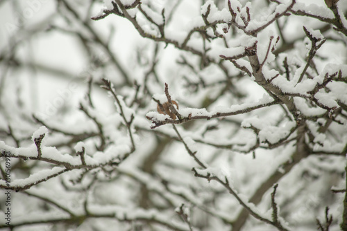 A close-up view of tree branches covered in fresh snow, creating a delicate winter pattern against a blurred background. The intricate details of the frost-covered limbs highlight the beauty of nature photo