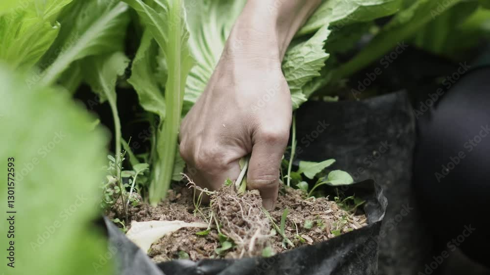 Urban farming is the practice of growing crops in urban areas by utilizing limited spaces such as rooftops, backyards, or vertical walls. Urban farming is the practice of growing crops in urban areas by utilizing limited spaces such as rooftops, backyards, or vertical walls.