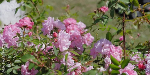 Pink flowers rose peonies
