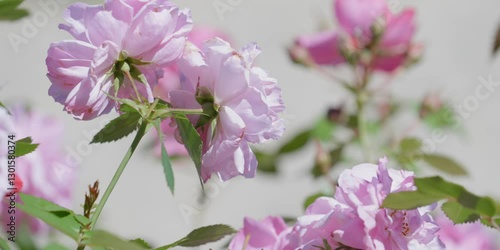 Pink flowers rose peonies