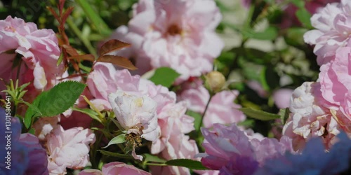 Pink flowers rose peonies