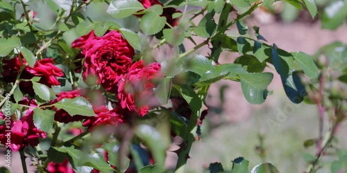 Pink flowers rose peonies
