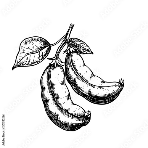 Engraved illustration of two ripe bananas hanging on a branch with leaves in a botanical style