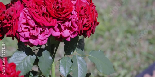 Pink flowers rose peonies