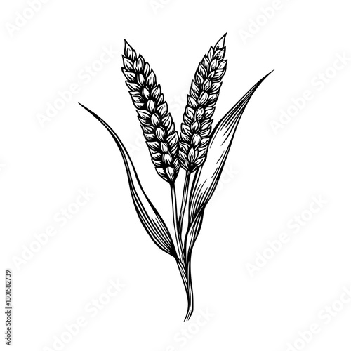 Engraved vector illustration of wheat ears with leaves depicted in simple black and white style