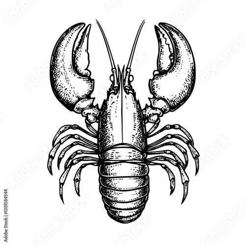 Engraved illustration of a detailed lobster in a vector style showcasing its anatomy and natural features