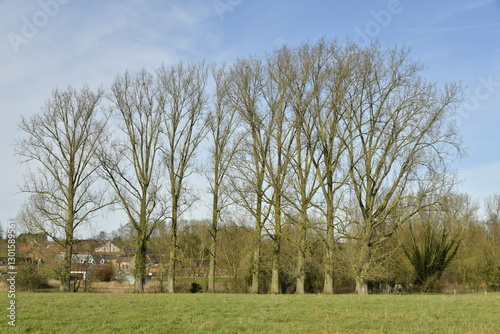 Rangée d'arbres au bout d'une prairie à Hellebecq (Ath)