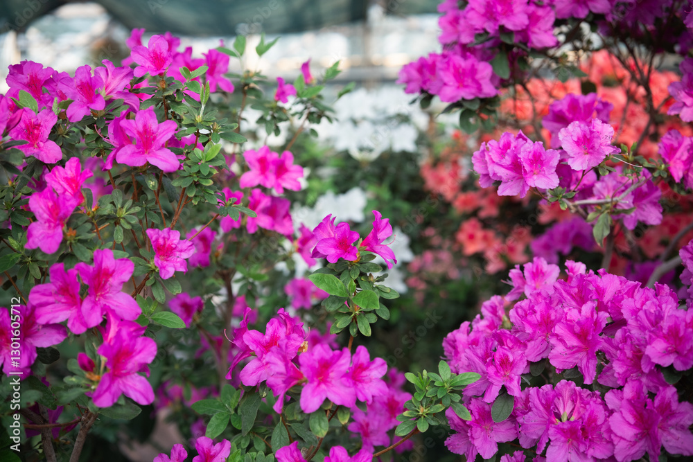 Blooming Azalea Flowers in a Greenhouse Blooming Azalea Flowers in a Greenhouse