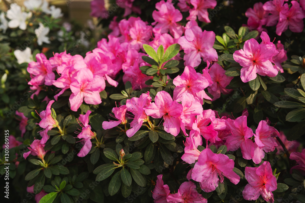Vibrant Bushes if Azalea Flowers in a Greenhouse Vibrant Bushes if Azalea Flowers in a Greenhouse