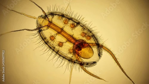 Microscopic View of a Water Flea Under Bright Illumination