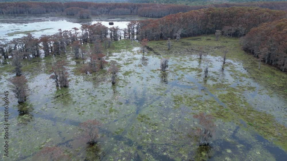 Aerial view of Caddo Lake State Park stunning fall colors. Aerial view of Caddo Lake State Park stunning fall colors.