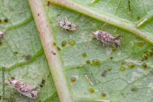 Bild auf Leinwand Basswood Lace Bug (Gargaphia lunulata) infesting Passiflora leaf