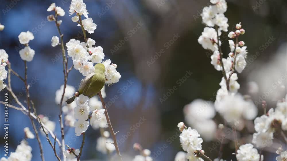 春の日差しと梅の花 春の日差しと梅の花