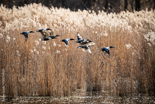 Patos