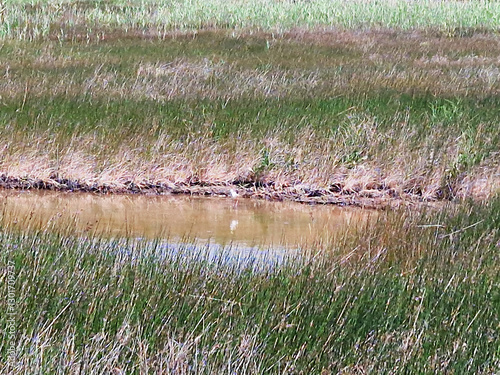 Marshland with tall grasses and parked cars in the distance