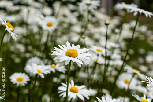 Wild daisy flowers growing on meadow on green grass oxeye common daisy gardening concept