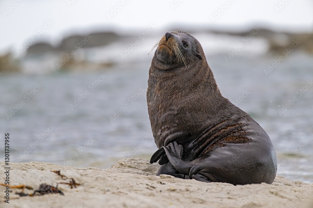 Fototapeta premium Seebär bei der Fellpflege am Strand von Kaikoura