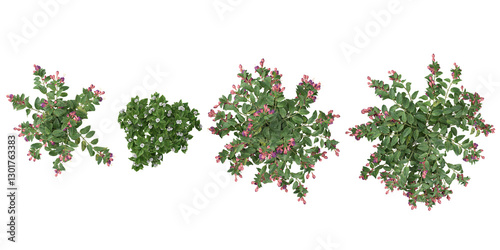 3d illustration of Fuchsia flower plants on transparent background from the top view