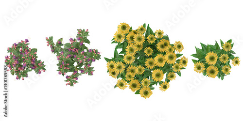 Collection of Fuchsia,Echinacea flower plants on transparent background from the top view