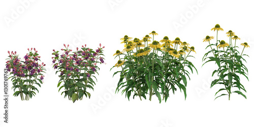 Collection of Fuchsia,Echinacea flower plants on transparent background