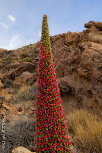 Red Echium wildpretii in the Teide National Park, Tenerife, Canary Islands, Spain.