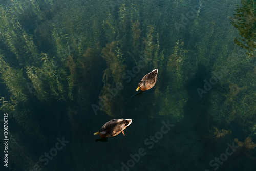 revealing vibrant seaweed beneath the surface., Two ducks swimming together on crystal-clear water