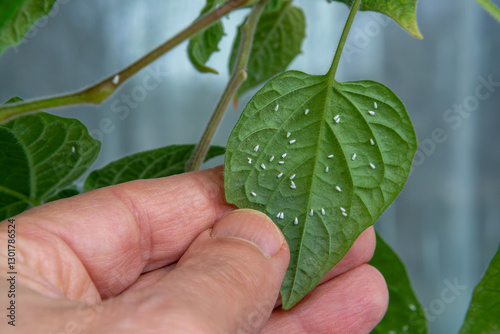 A close-up of a hand holding a Peruvian physalis leaf infested with numerous greenhouse whitefly (Trialeurodes vaporariorum) pests, highlighting the severity of the infestation.