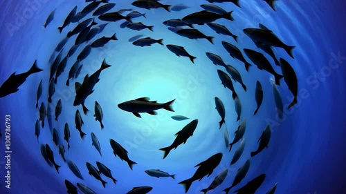 School of Fish Swimming in Circular Formation Against Vibrant Blue Ocean Backdrop, Creating Mesmerizing Underwater Scene with Marine Life and Dynamic Movement