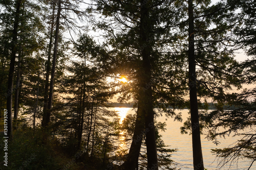 Obraz premium Misty sunset over a lush woodland, creating a dreamy and mystical landscape perfect for nature lovers