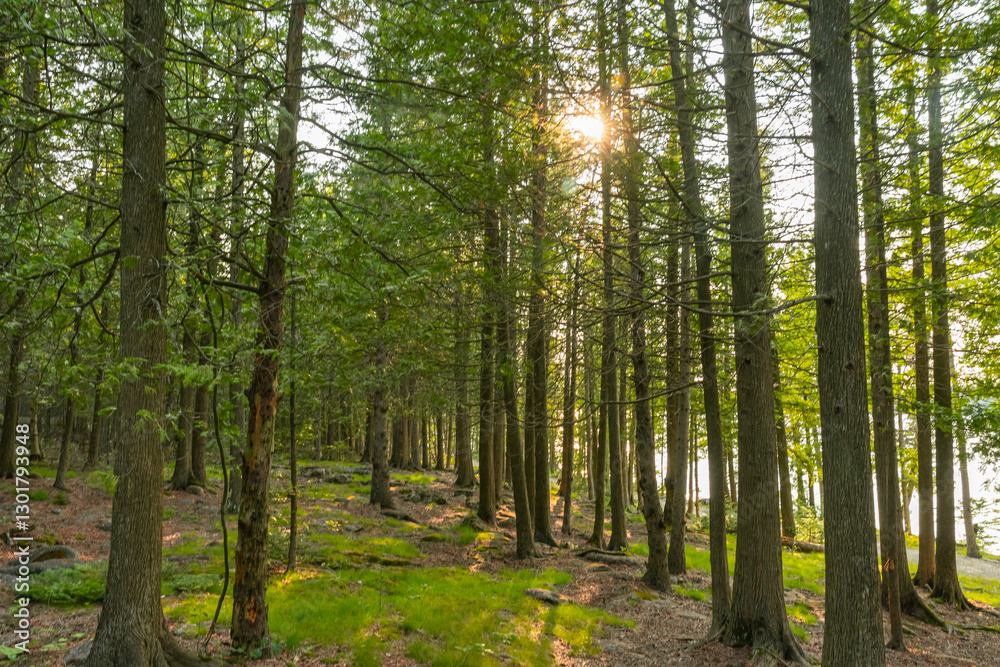 Fototapeta premium Golden hour in the heart of a dense forest, where warm sunlight illuminates the trees and foliage.