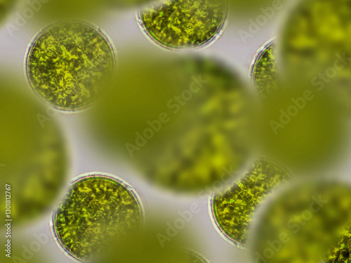 Konstfotografi Probiotics, lactic acid bacteria