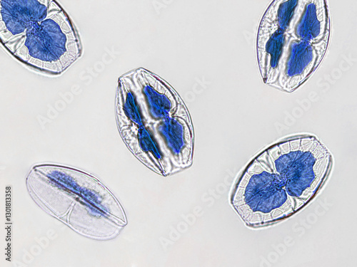 Probiotics, lactic acid bacteria. Algae, bacteria and microorganisms. Microscopic probiotics, bacterial flora