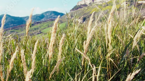 Pristine Natural Landscape With Plants For Connection With Religion And Nature