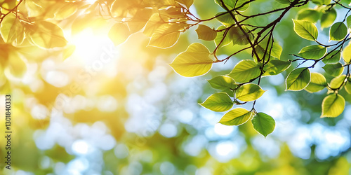 Photo - Sunlight Through Gr...