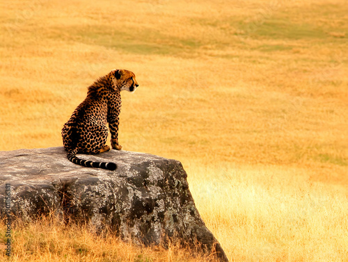 Photo Majestic Cheetah on R...