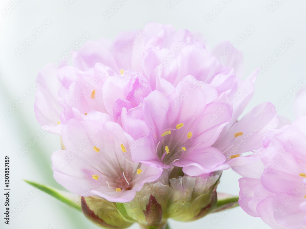 アルメリア　ピンクの花のアップ20