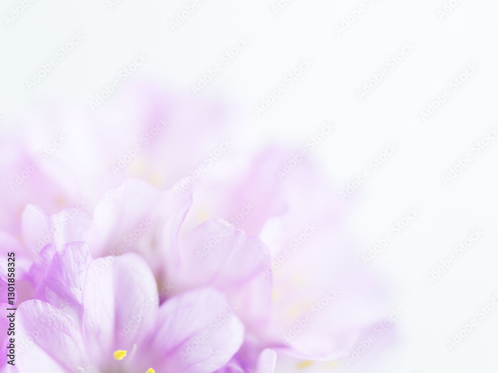 Obraz premium アルメリア ピンクの花のアップ09