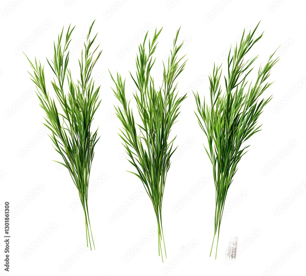 Fototapeta premium Three Bunches of Lush Green Grass Blades Isolated