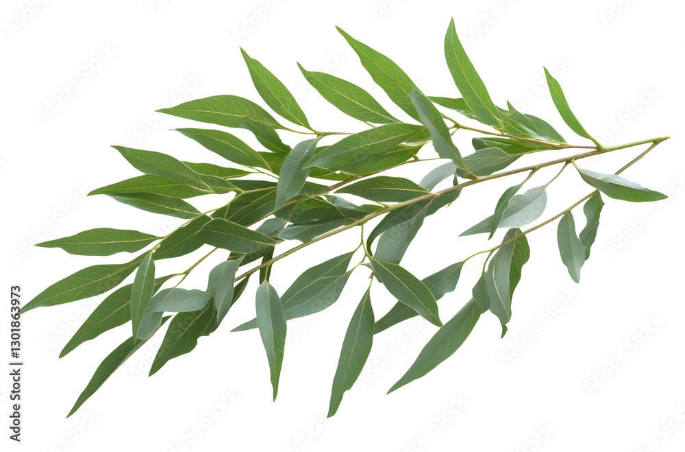 Fototapeta premium A sprig of vibrant green leaves displays delicate veining